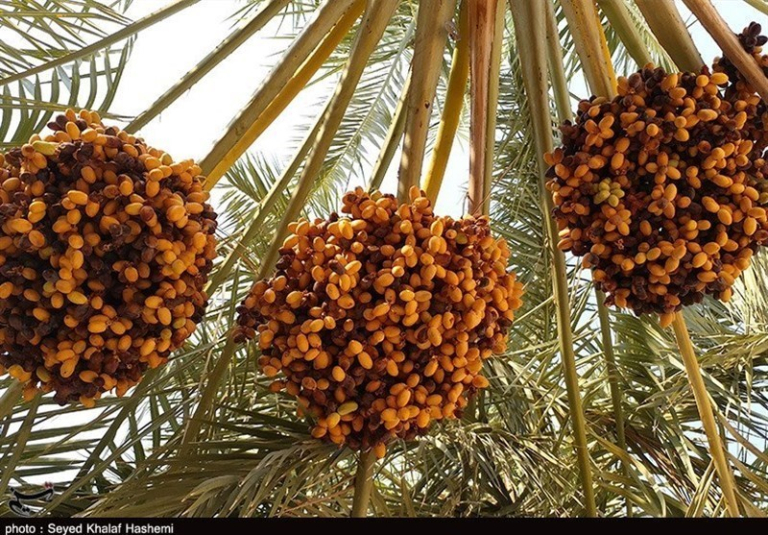 خرید حمایتی خرمای کشاورزان  با قیمت مناسب